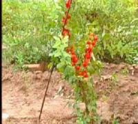 優(yōu)質(zhì)把玩核桃苗及各類(lèi)種子種苗，助力企業(yè)B2B電子商務(wù)發(fā)展